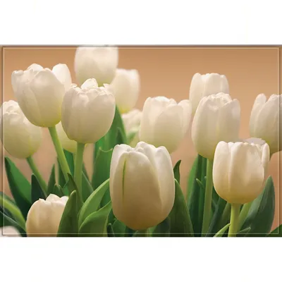 Обои белые тюльпаны - 59 фото