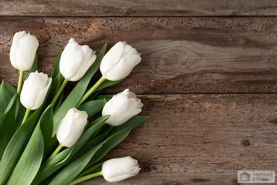 Флизелиновые фотообои Большие цветы 254x184 см Тюльпаны на белом фоне  (894V4)+клей купить по цене 1200,00 грн