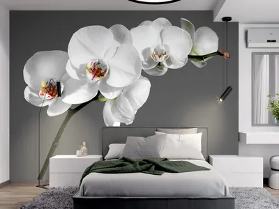 Фотообои Нежные орхидеи на стену. Купить фотообои Нежные орхидеи в  интернет-магазине WallArt