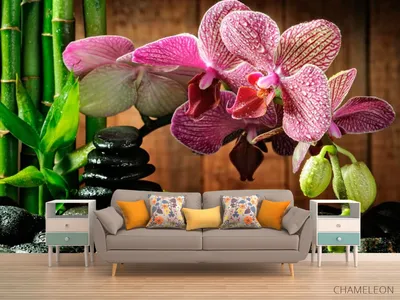 Фотообои Малиновые полосчатые орхидеи», (арт. 8675) - купить в  интернет-магазине Chameleon