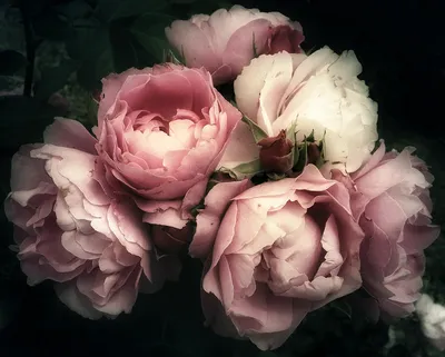 Флизелиновые 3D фотообои пионы в интерьере 312 x 219 см Светло розовые  цветы (13817VEXXL)+клей купить по цене 1400,00 грн