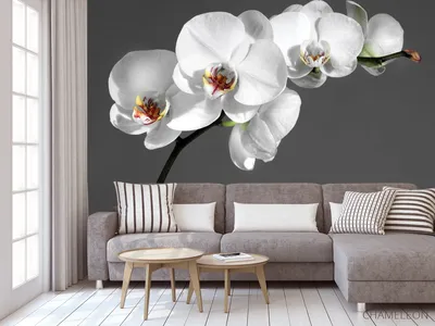 Фотообои с орхидеями фото фотографии