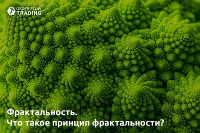 Загадочный беспорядок: история фракталов и области их применения / Offсянка