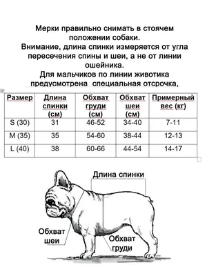 Французский бульдог Чипс в интернет-магазине Ярмарка Мастеров по цене  3632.94 ₽ – TB616RU | Брелок, Минск - доставка по России