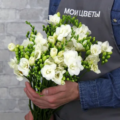 Белая фрезия по цене 308 ₽ - купить в RoseMarkt с доставкой по  Санкт-Петербургу