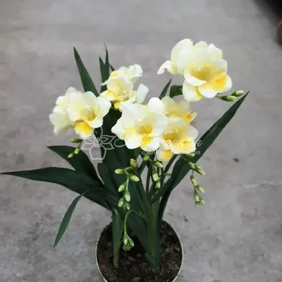 Фрезия в вазе 🌺 купить в Киеве с доставкой - цена от Камелия