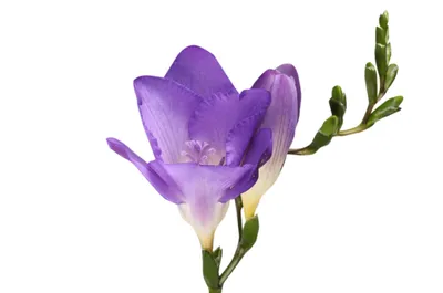 Фрезия и сирень (Freesia and Lilac) - купить по выгодной цене |  candlescraft.kz