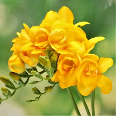 Купить Фрезия Double Yellow - Фрезия - GardenPlants