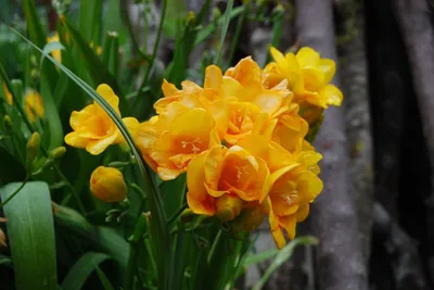 Как вырастить аристократку-фрезию в саду | Planting bulbs, Freesia flowers,  Fragrant flowers
