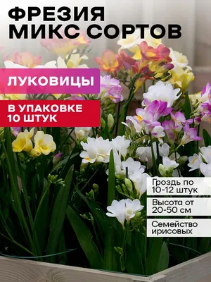 Фрезия луковицы Single White Flora Elite 10 шт/уп в интернет магазине  Украфлора