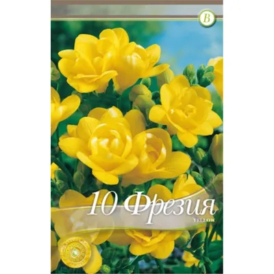 Купите фрезия махровая оранжевая (freesia orange) 10шт 🌹 из питомника  Долина роз с доставкой!