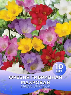 Фрезия. Её не часто увидешь в наших цветниках. | Цветущий сад | Дзен