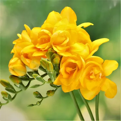 Фрезия, Фреезия — Freesia описание и уход на FloralWorld.ru