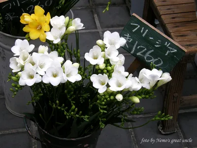 Фрезия, Фреезия — Freesia описание и уход на FloralWorld.ru