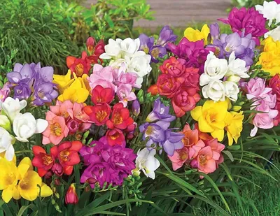 Горшок для цветов 3 л Фрезия 2 купить в интернет-магазине ЦУМ-Дисконт