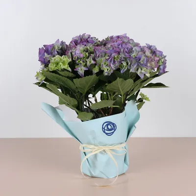 Купить Искусственные цветы Фрезия сиреневая по выгодной цене в  интернет-магазине OZON.ru (169066362)