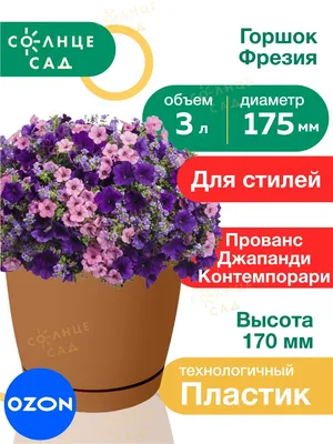 Фрезия белая купить в Киеве: цена, заказ, доставка | Магазин «Камелия»