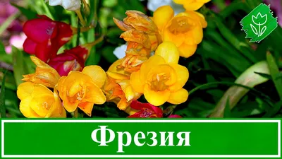 Фрезия MIXED (10 луковиц)