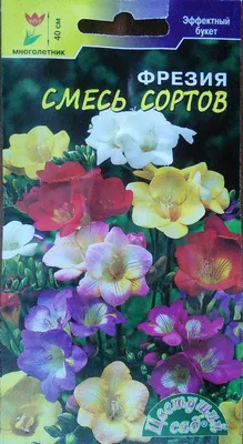 Цветы фрезия (60 фото): посадка и уход, выращивание в саду, горшке,  теплице, размножение семенами, луковицей