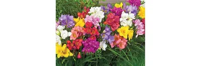 Фрезия: посадка и уход в открытом грунте, когда сажать, фото сортов