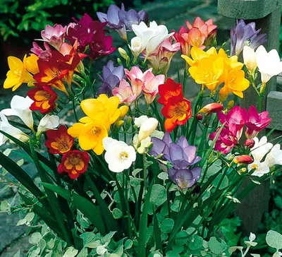 Как вырастить аристократку-фрезию в саду | Planting bulbs, Freesia flowers,  Fragrant flowers