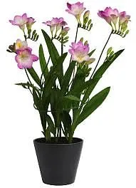 Купить Фрезия махровая микс (10) недорого по цене 291руб.|Garden-zoo.ru