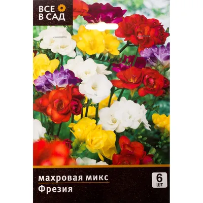 Выращивание фрезии в открытом грунте, в теплице, в домашних условиях |  GreenMarket