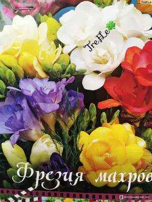 Купить Фрезия Double Yellow 10шт/уп р.5+ каперс в Минске