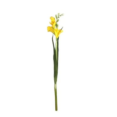 Выращивание фрезии в саду — FloweryVale.ru