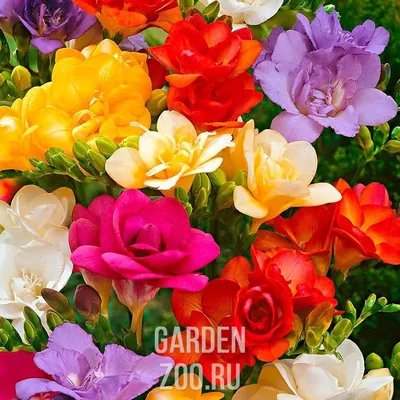 Фрезия: ароматная красавица в саду - Ru.flowerbulbs.info