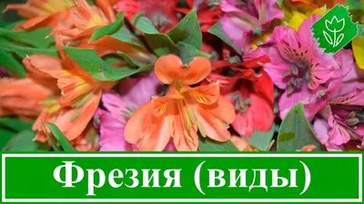 Купить Фрезия Double Red - Фрезия - GardenPlants