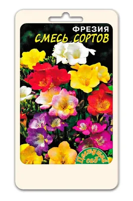 Фрезия Перпл (Double Purple) - купить в Минске, доставка почтой по  Беларуси, недорого в интернет-магазине, цены