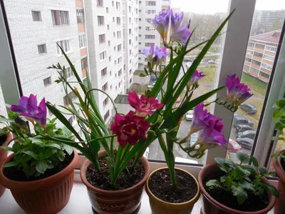 Фрезия - выращивание и уход в открытом грунте, фото | Сажаем Сад