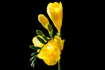 Images Yellow flower Freesia 4012x3109