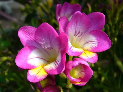 Цветок фрезия (100 фото) особенности посадки и ухода