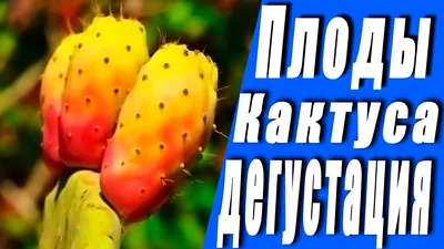 Кактусы — фрукт или овощ? Opuntia ficus-indica (O-o) | malamant