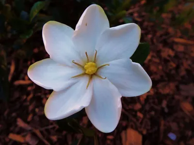 Fujifilm FinePix S9800 sample photo - VqNoR8dRyf - ExploreCams