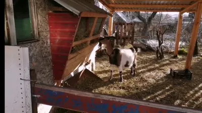 Как неудачно купить козу (учебное пособие) | Пикабу