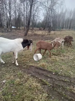 Классификация заболеваний вымени коров и методы лечения - Ижсинтез Химпром