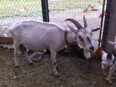 Болезни коз - препараты для лечения и грамотный уход за козами (90 фото +  видео)