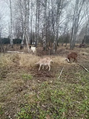 Вымя коровы: болезни и исследование молочной железы