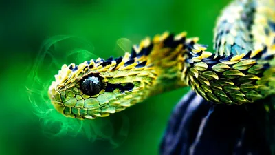 Гадюка: фотографии змеи на белом фоне
