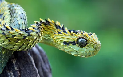 Фото гадюки: изображение змеи в движении