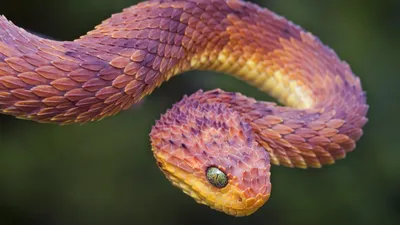 Гадюка: узоры на спине и голове змеи