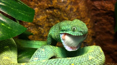 Гадюка: скачать картинку змеи в формате PNG