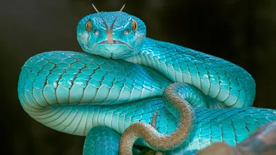 Гадюка: фотографии змеи в разных ракурсах
