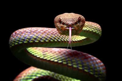 Гадюка: скачать бесплатно фотографию змеи в формате JPG