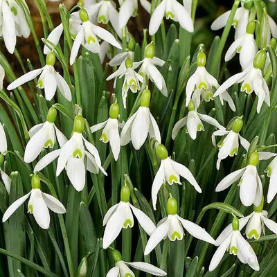 Галантус / Подснежник Элвиса (Galanthus elwesii) купить луковицы в Москве  по низкой цене, доставка почтой по всей России | Интернет-магазин Подворье