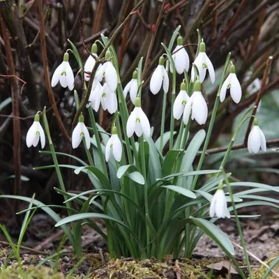 Подснежник Галантус (Galanthus) | В огороде лебеда. | Дзен