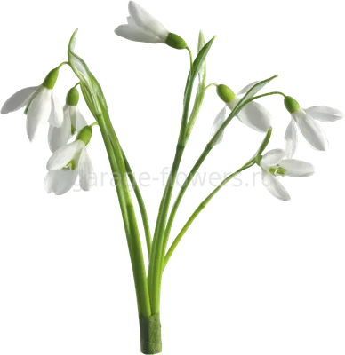 Подснежник #Галантус #Galanthus #растения #процветы #proцветы #миксбордеры  #дача #цветники #клумба #ландшафтныйДизайн #флокус #flokus | Instagram